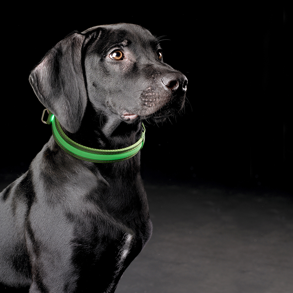 LED Hundehalsband B58 Größe: L
