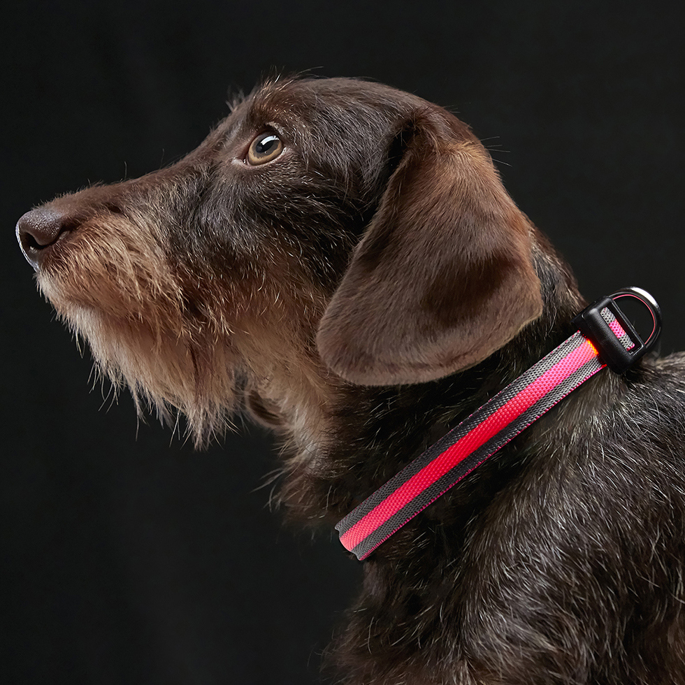LED Hundehalsband B93 Größe XS