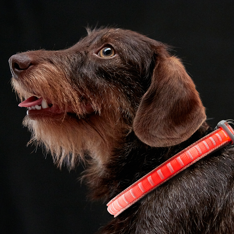LED Hundehalsband B107 Größe: XS