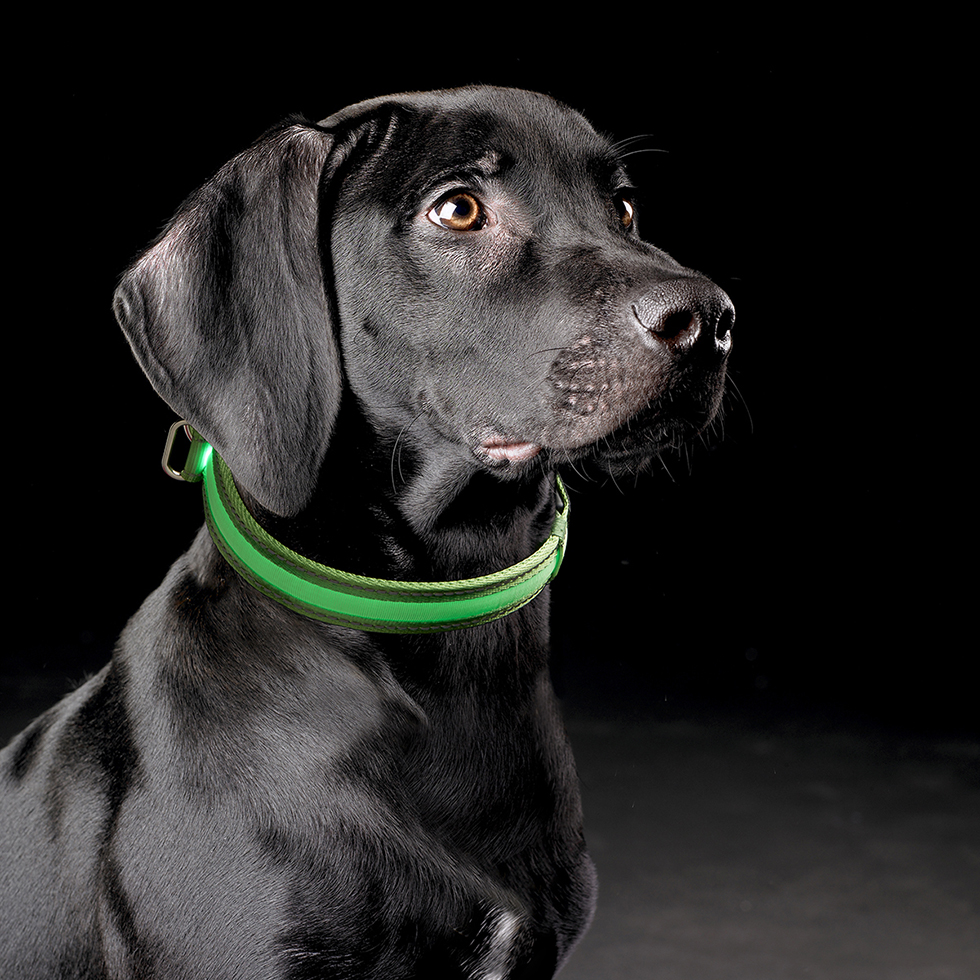 LED Hundehalsband B56 Größe S neongrün