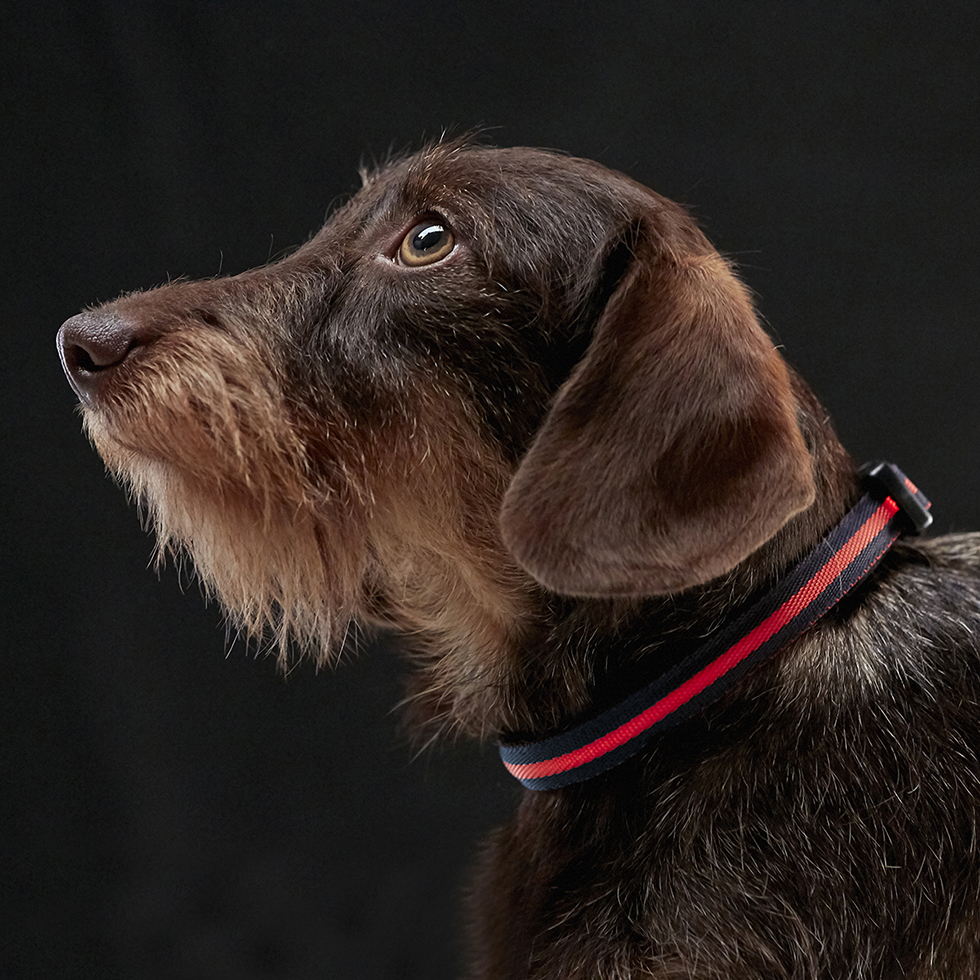 LED Hundehalsband B48 Größe: XS