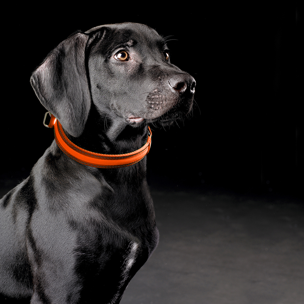 LED Hundehalsband B22 Größe S