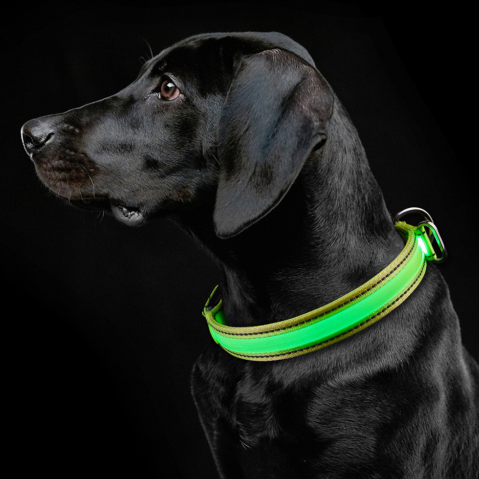 LED Hundehalsband B110 Größe M