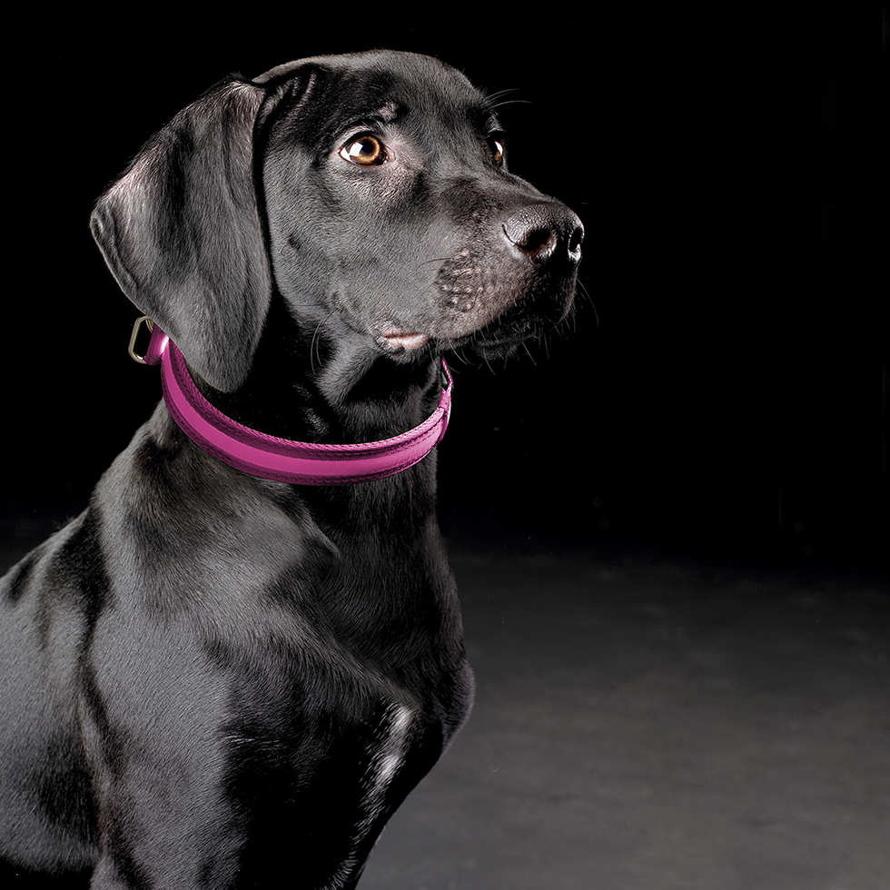 LED Hundehalsband B35 Größe S