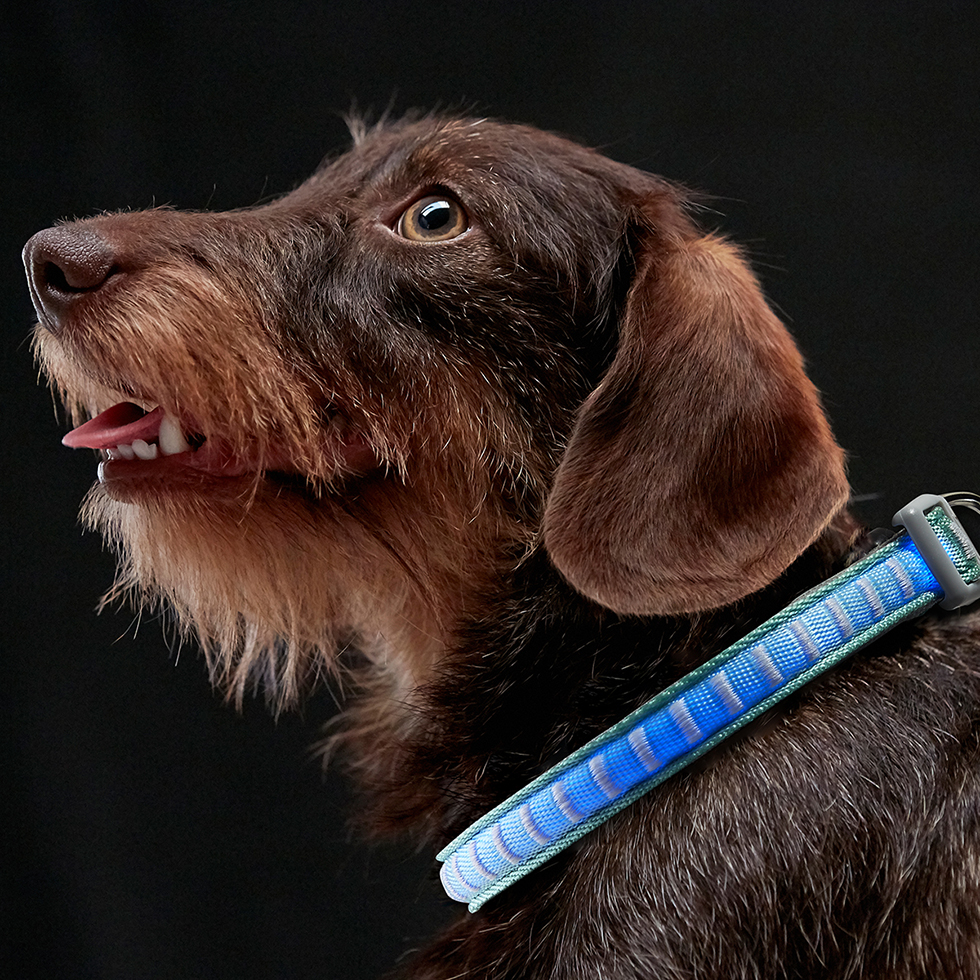 LED Hundehalsband B106 Größe XS