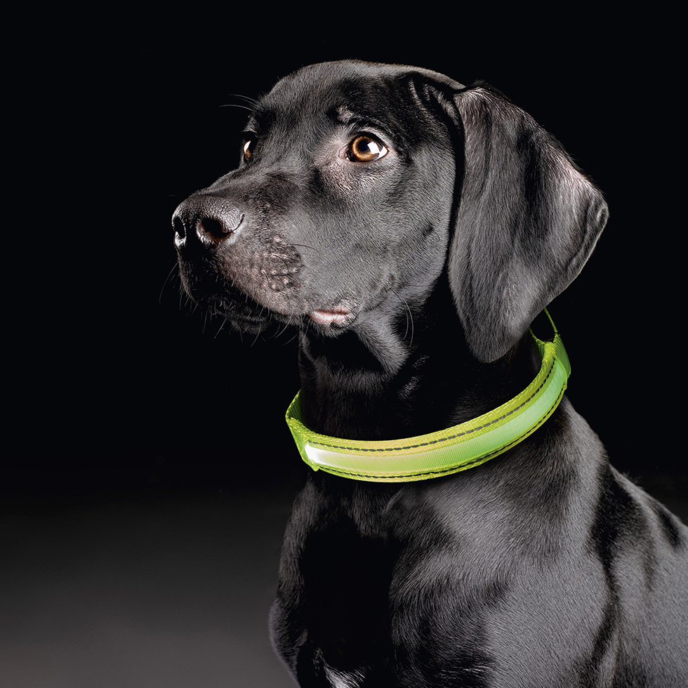 LED Hundehalsband B25 Größe S