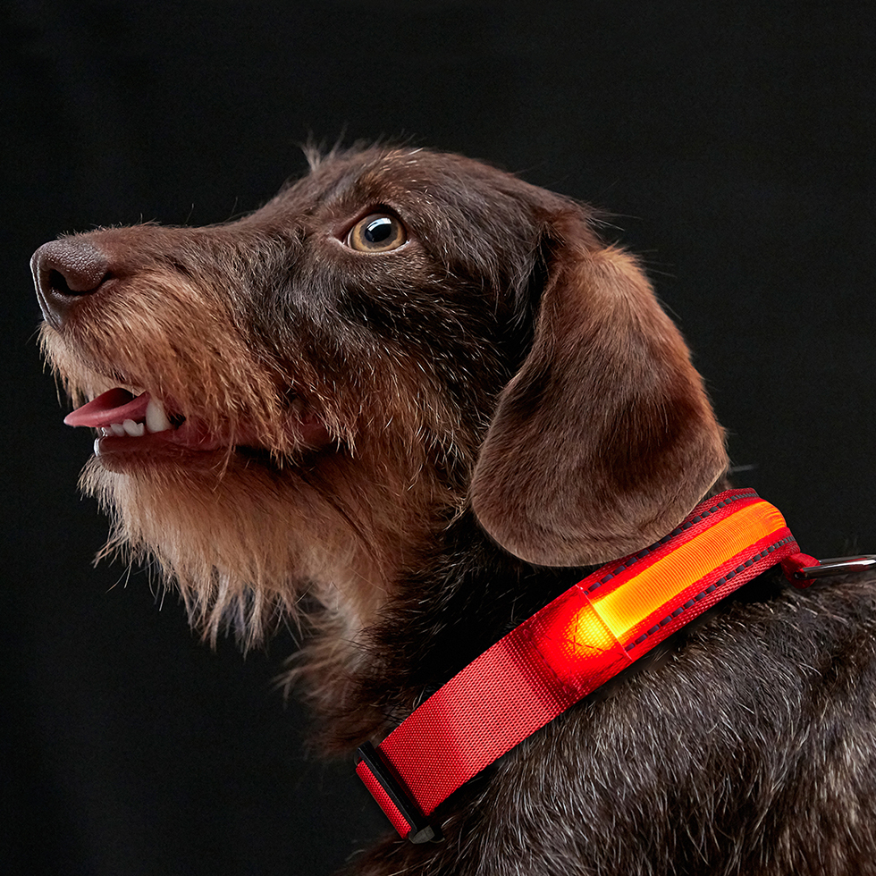 LED Hundehalsband B109 Größe S