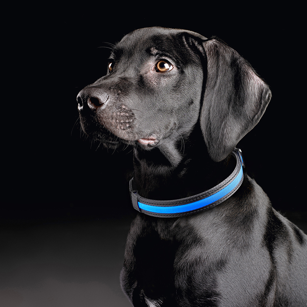 MeLiTec LED Hundehalsband B94 Größe S