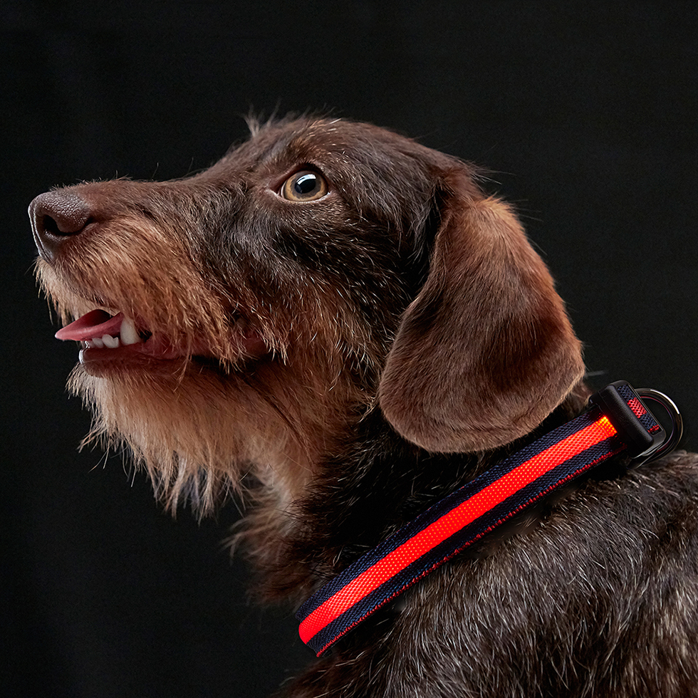 Hundehalsband mit LED Leuchtstreifen B108 Größe XS